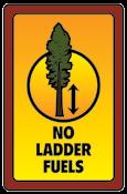 Lower tree branches should be removed to a height of at least 10 feet.