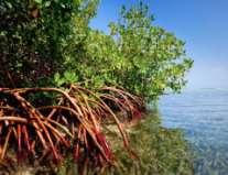 Intro to Mangroves 1.