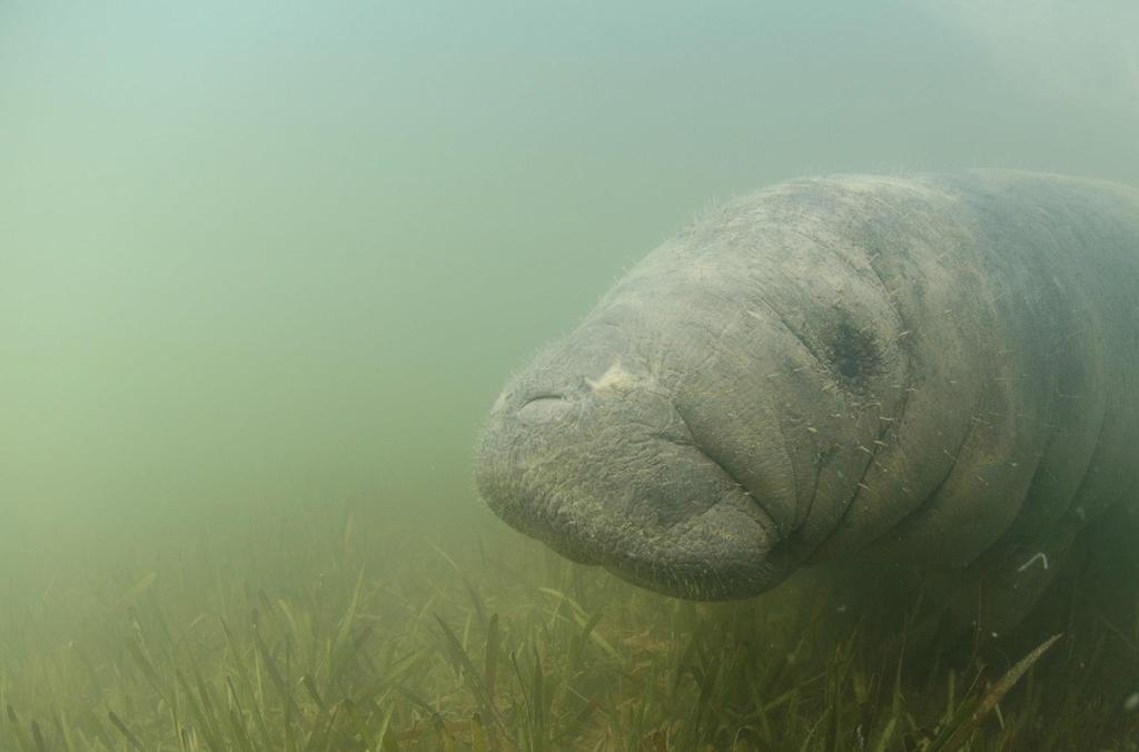Belize regional stronghold of the Antillean Manatee (Trichechus manatus manatus) Belize population is estimated
