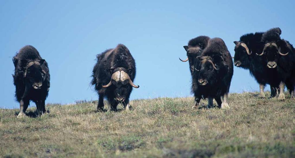 Muskox are one of the majestic species you can see on the Firth.
