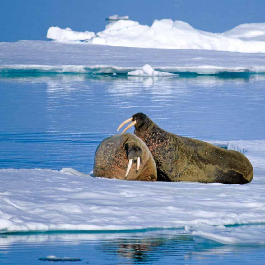 COMMITMENT TO PROTECT NEW AREAS MARINE Proposed Lancaster Sound National Marine Conservation Area in Nunavut Often referred to as the Serengeti of the Arctic, Lancaster Sound is an area of critical
