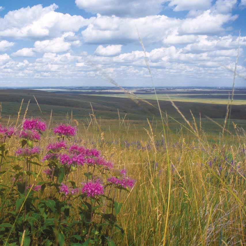 COMMITMENT TO PROTECT NEW AREAS TERRESTRIAL Grasslands National Park: Exciting New Efforts in Saskatchewan Commitments to Protect New Areas through the Addition of Ranch Lands The historic Dixon