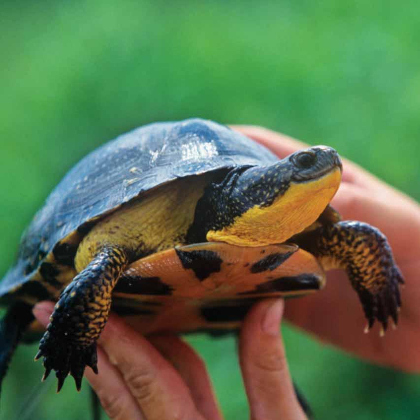 RECOVERY OF SPECIES AT RISK Recovering the Blanding s Turtle at Kejimkujik National Park in Nova Scotia The Blanding s turtle is a semi-aquatic turtle that is endangered throughout much of its