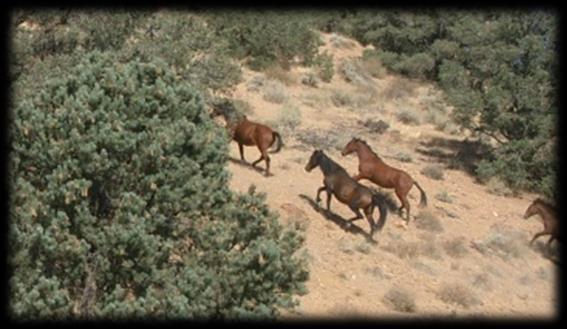 We even saw a herd of wild horses that inhabit the area.