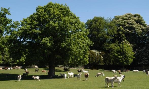 Introduction Nestled in the Kent countryside that is Boughton Monchelsea, in a peaceful setting of ancient parkland, lies Buttercups Sanctuary for Goats, home to around 150 rescued individuals.