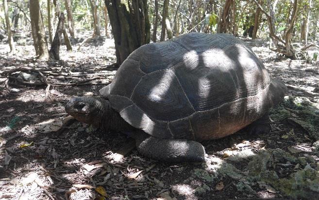 Tortoise, visiting one of the many rhumeries, seeing old colonial houses or the