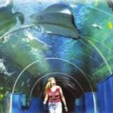 Sea Life Adventure Park and Weymouth Tower 12th November 2016 There are more than 1,000 amazing marine creatures from the ever-popular penguins, seals, otters, sharks and crocodiles to the