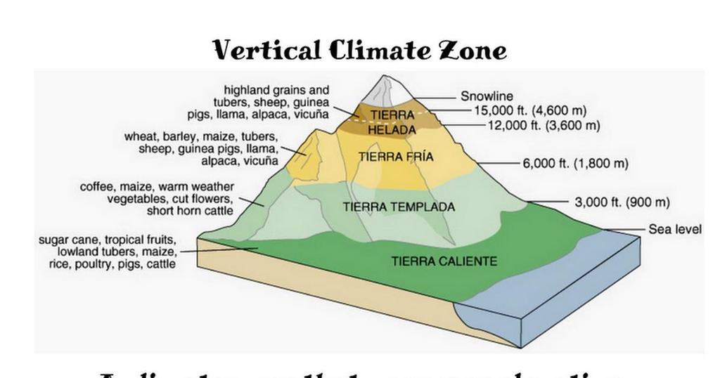 Where is the coldest, wettest climate found in a vertical climate zone?