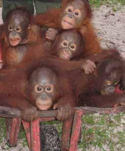 Features SY EOS in Borneo Wheelbarrow full of Orangutans at Sepilok Orang Utan Sanctuary of birds, including the majestic Frigate bird.
