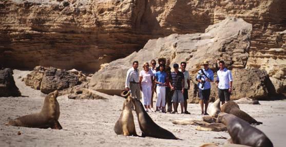 14 Kangaroo Island 1 Day Kangaroo Island Experience FERRY / FERRY $269 per adult $173 per child HTCC Full Day Tour Daily Central at 6.45am Hotels 10.