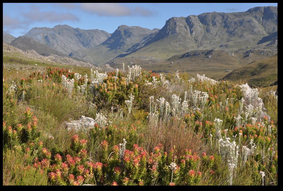 In addition to municipal SDFs, the Kogelberg Biosphere Reserve Company has facilitated the drafting of a Kogelberg Biosphere Reserve Framework Plan to give physical effect to the MAB Programme.