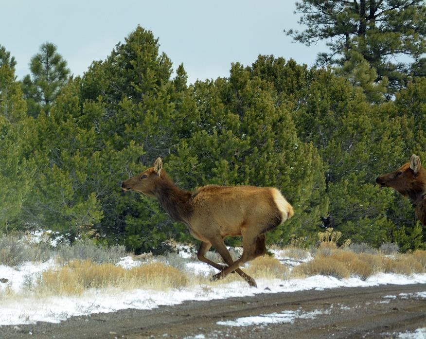 Wildlife The High Country L-Bar Ranch provides habitat for a wide variety of wildlife species.