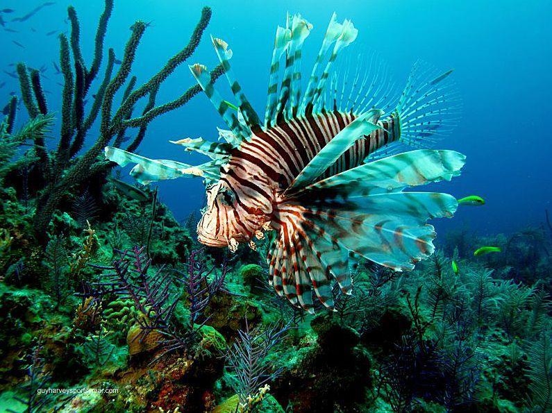 Significance of ecotourism & coral reefs on regional economy Coral reefs are among the most diverse and valuable ecosystems on earth provides