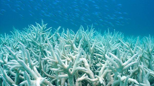 Threats to coral reefs Threats from