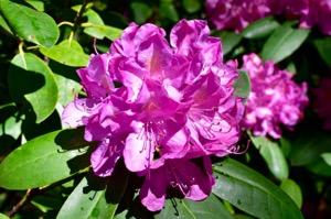 The Rhododendrons were in full bloom and were gorgeous. Our Florida group went out together to Enrico s in Young Harris for a delicious Italian meal one night.