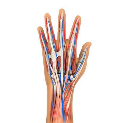 Hand Safety Basic Anatomy The anatomy of our hands are complex, intricate, and fascinating. Each hand has 27 bones with a series of nerves, joints, tendons, and muscles that control movement.