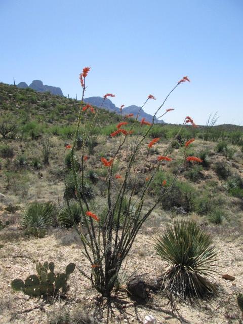 CMC Western Slope Chapter Officers Ocotillo in bloom, Saguaro National Park, West, Petroglyph Trail. President Stanley Nunnally 970-640-4160 E: stanleynunnally@yahoo.