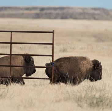 CONSERVING OUR COUNTY S NATURAL RESOURCES Members of the Laramie Foothills Bison Conservation Herd thunder out of a holding area and onto the grasslands of northern Colorado. Photo William A.