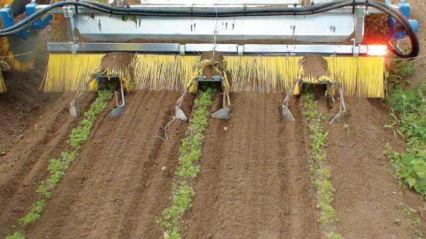 godina Dokazano efikasan sistem za kultivaciju povrća Pažljivo obrađuje osetljiv koren i