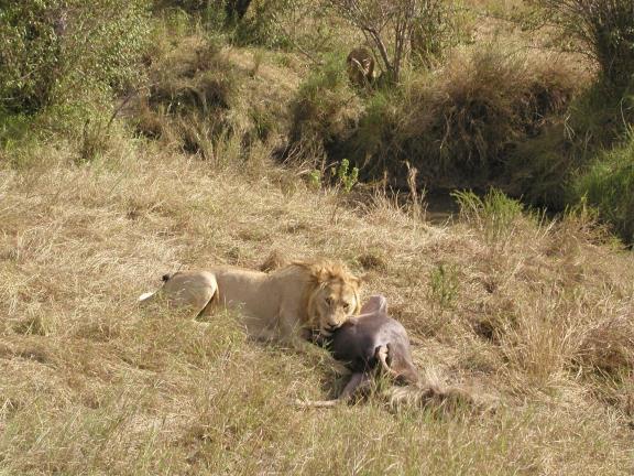 The Benefits of Ecotourism An adult male lion in