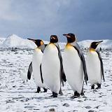 DAY 12: At Sea - Days 12 & 13 Say goodbye to the king penguins, as your next destination is!