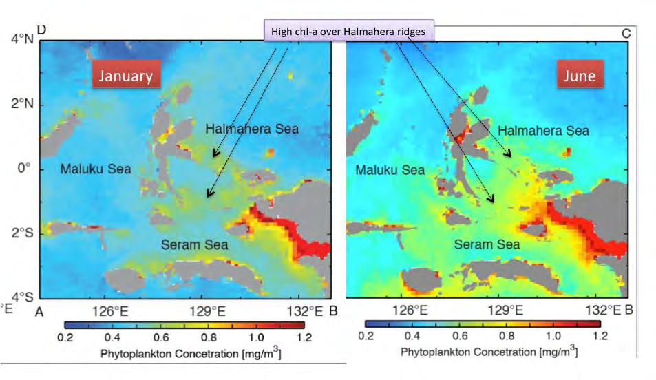(Ray et al, 2005) The Marine Ecosystems of the Spice Islands is vibrant.
