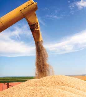 Napovedi 2016: kmetijske surovine Cene kmetijskih surovin so se lani v povprečju znižale za 13 odstotkov, vendar gre za cene v dolarjih, ta pa se je okrepil za šestino, s čimer je padec cen surovin