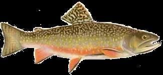 State Fish Brook Trout (adopted in 1993) The Sterling Park Amateur Radio Club congratulates State Insect Tiger Swallowtail Butterfly (adopted in 1991) Counties Accomack Albemarle Alleghany Amelia