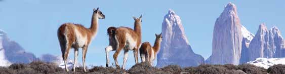 GUANACO HILL (C1) C LAGUNA AZUL C1 MEDIUM 0:50 HRS 1:30 HRS ecause of the variety of fauna and the attractive views it presents, this excursion is considered an interesting