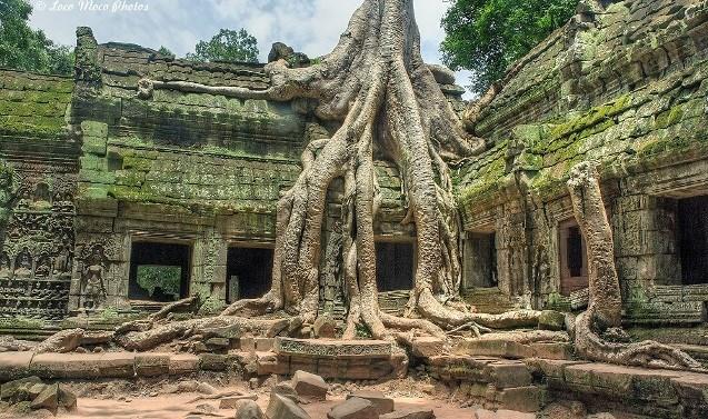 DAY 16: Monday 13th May, 2019 SIEM REAP - TA PHROM - BANTEAY SREI This morning after breakfast we discover Ta Prohm.