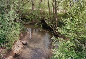 Ob izravnanem srednjem toku reke so se začele pojavljati vrbe kot posledica sukcesijske zarasti, tovrstna vegetacija pa ob spremljavi drugih vrst (med njimi tudi plevelnih) naseljuje sistem drenažnih