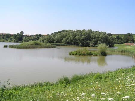 36 Slika 24: Del akumulacijskega jezera Gajševci je postal zanimiv za ptičje vrste. Slika 25: Ščavnica pri Grabah (košene brežine) meji na intenzivno obdelovana polja.