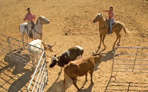 Whether you are looking for a team building adventure or just a great complement to your company outing, our Cowboy Games are just what you are looking for.