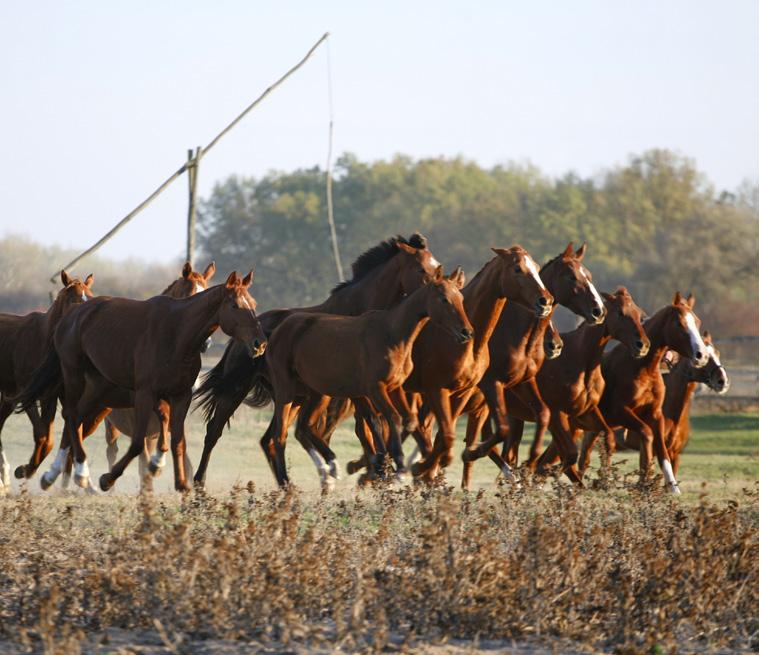 A Day in the Hungarian Puszta with Horse Show & Lunch (June 4) 10 am - 4 pm / Price: approx.
