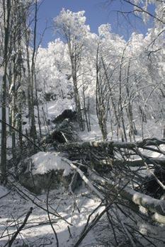 države. Najtanjša snežna odeja s povratno dobo 5 let je v Pomurju ter v nekaterih nižinskih predelih osrednje in vzhodne Slovenije.