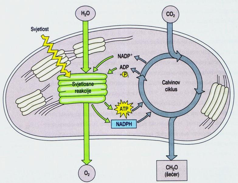 7. FOTOSINTEZA Fotosinteza je jedini biološki važan proces u kojem se djelovanjem energije Sunčeve svjetlosti anorganske tvari mogu pretvarati u organske spojeve.