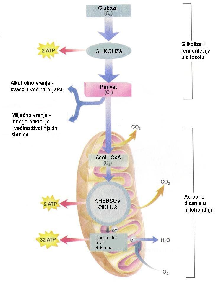 3. Ciklus limunske kiseline (Crebsov ciklus, ciklus trikarboksilnih kiselina). Acetil-CoA se potpuno oksidira do ugljikova dioksida u nizu od osam reakcija koje kataliziraju različiti enzimi.