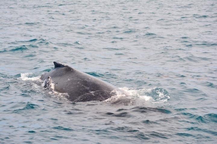 Nombre d observateurs de baleines (en millions) Growth of the Whale