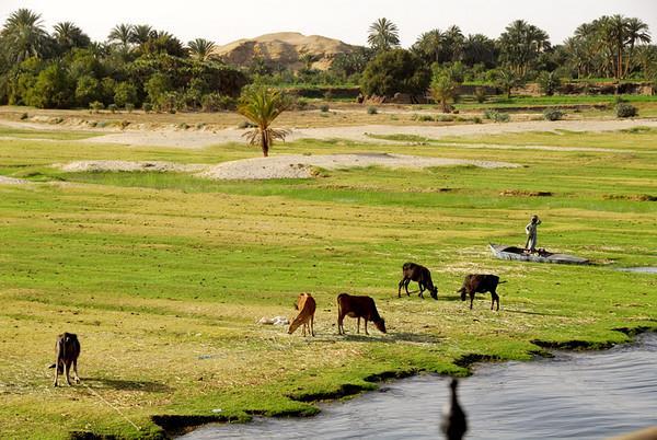 Life Near the Nile River (cont) Farmers use water from the Nile to irrigate fields Like an Oasis in the Desert Nile forms large Delta near