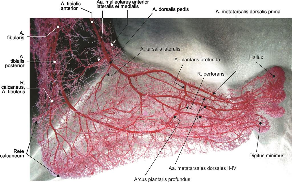 dorsalis pedis), na našem materijalu, je u svim slučajevima (100%) nastajala od prednje golenjačne arterije (a.