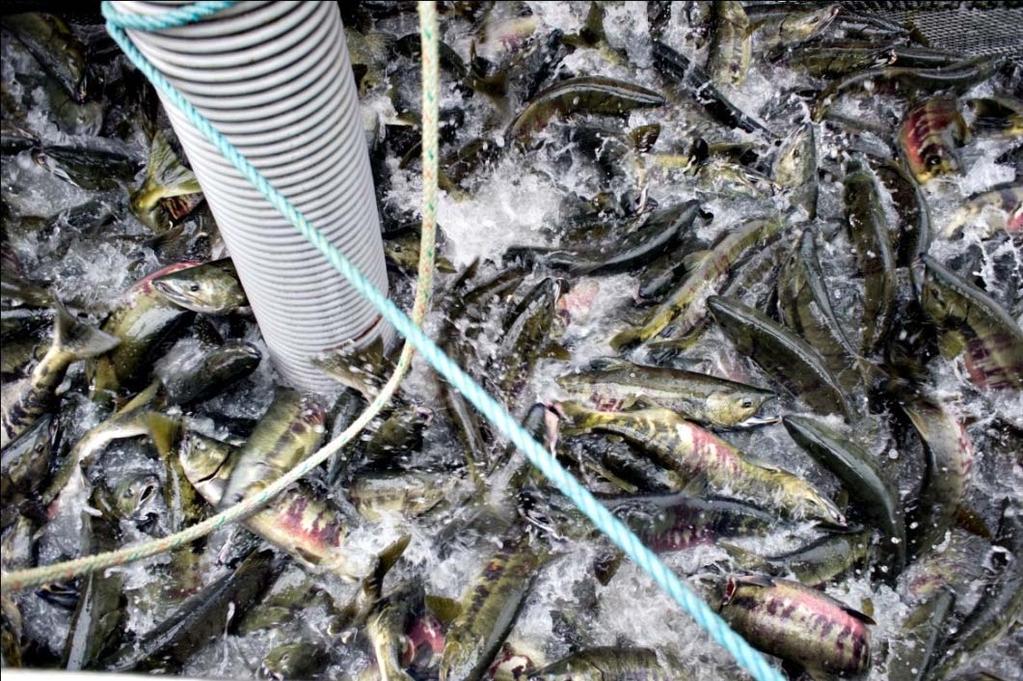 Seafood Industry In 2011, fishermen in Southeast landed 395,628,268 pounds of fish with an ex vessel value of $391,091,684. This harvest resulted in 272.