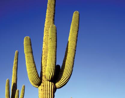 Population of Metropolitan Tucson Nogales AZ / Mexican Border Sahuarita, Vail, and Green Valley.