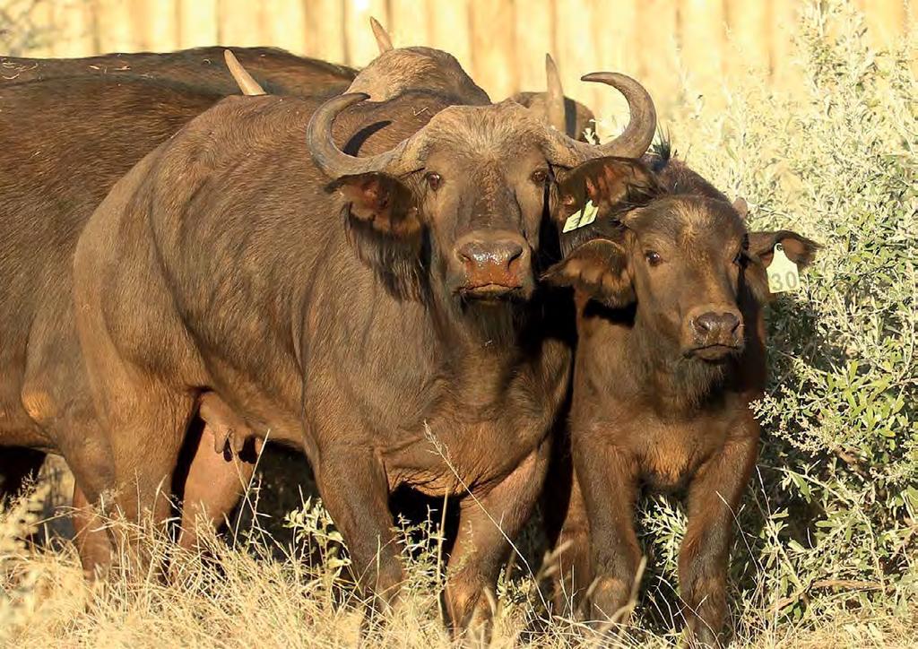 7 MALE - FEMALE 1+¹ TOTAL 2 Buffalo Cow with 51 " bhekifa heifer bhekifa herd 31 green 8y 8m 900032001925395 W 28" SCI 676/8" Tip-to-Tip