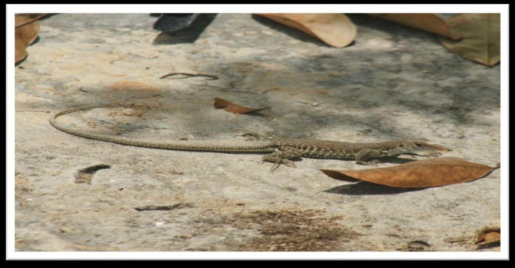 THE NATIONAL ANIMAL The Ground Lizard - The Anguilla Bank Ameiva or Anguillian Ground Lizard is found on the main island of Anguilla and most of its surrounding cays, where it