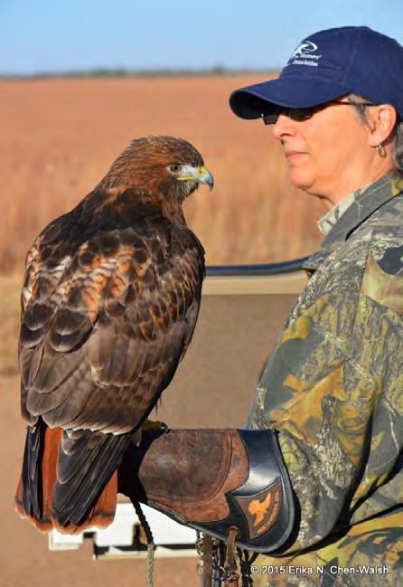 My Falconry Journey By April D. Rice As a girl growing up on Long Island, New York, I didn t see or know of any raptors.