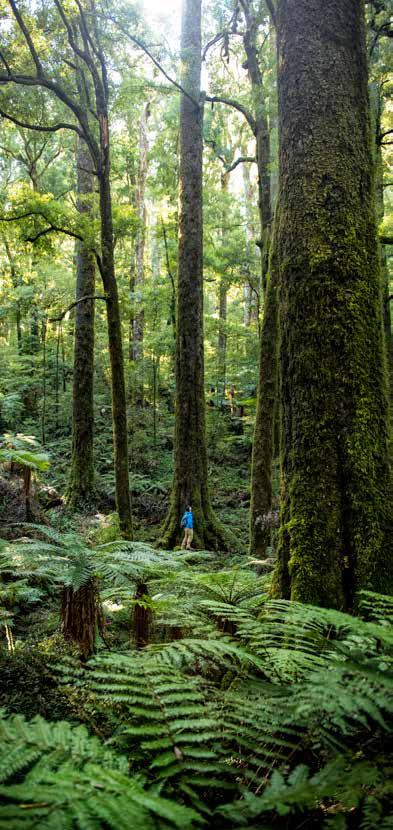 Our link to Gondwana A precious remnant Whirinaki Te Pua-a-Tāne Conservation Park is a 56,000 ha old-growth forest, described by acclaimed British botanist David Bellamy as one of the great forests