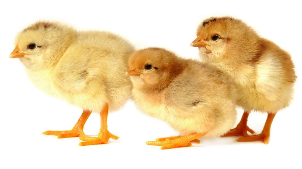 Narnu Farm: Baby Chicks Worksheet 1. Itisimportantthatfertileeggsareinasimilarenvironmenttowhichthe motherhenprovides.