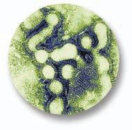 Bacteria Bacteria are single-celled microorganisms, some of which can be passed from one person to another.