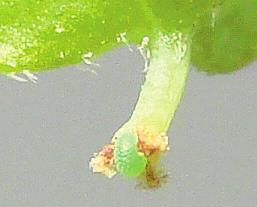 The egg was placed where the vine s flower had been (the balloon growing out of the top of the flower). The curled egg was shaped much like a caterpillar. When the caterpillar hatched, on Oct.