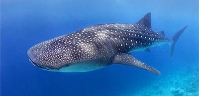 Žralok veľrybí môže dorastať do 18m a vážiť až 18